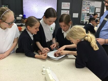 Year 6 Pepys Class, Term 6 - Heart Dissection