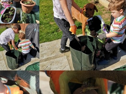 Ethan in year 4 planting seeds like an Anglo-Saxon farmer, with the help of his little brother Aiden and Oscar the dog.
