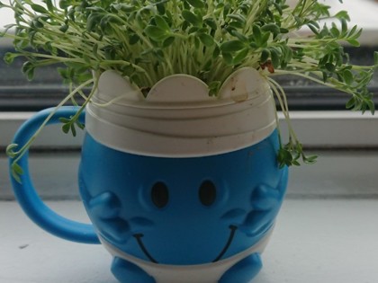 Reuben from Shakespeare class has enjoyed watching some cress grow this week and given Mr Bump has some hair!