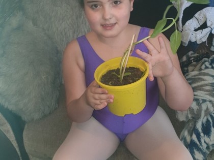 Gabriella has been doing all her dance lessons via Zoom. Today she had ballet, but she couldn't wait to get changed to show Miss Carlo her own sunflower which has doubled in height over the last week!