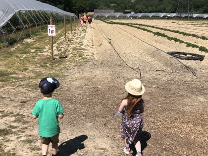 Lily and Freddie went strawberry picking and learnt where they come from and how they grow. They also found out that the tunnels they grow in are called poly tunnels.