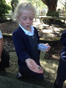 Year Two have been scientists studying the life cycles of humans, frogs and butterflies. We set the butterflies free, some fluttered away, some explored the leaves and others were content to just sit on the benches and take in their new surroundings.