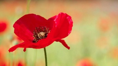 Remembrance event